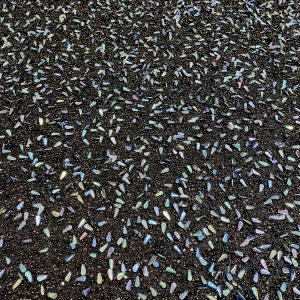 Cupon 0.5 m Dantela Neagra Haute Couture